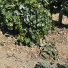 Finca segregada  de 5.500 m2 con viñedo en producción zona Venta Tocino 